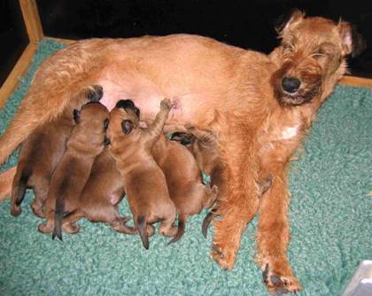 puppies on the milkbar