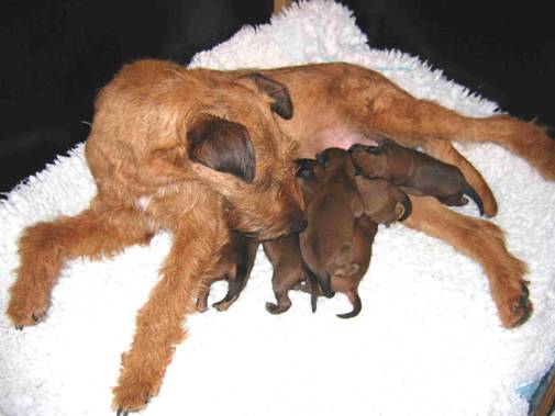 Stella with her little puppies
