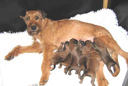 agein stella with her puppies