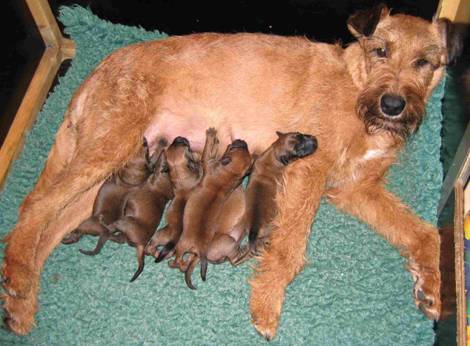 Stella with young puppies