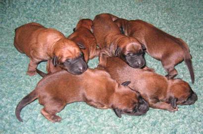 irish terrier pups on a green blanket