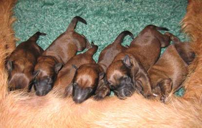 one day old irish terrier puppies drinking milk