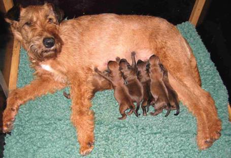 Stella with her one day old puppies