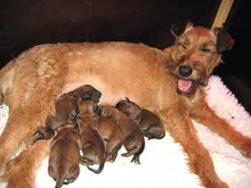 Stella with new born puppies