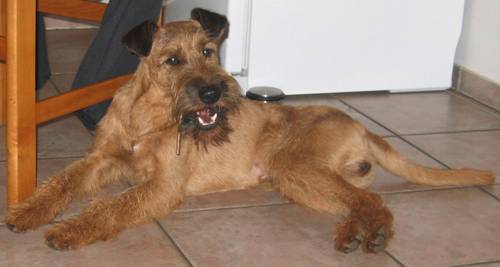 Irish terrier Rufi on the kitchen floor