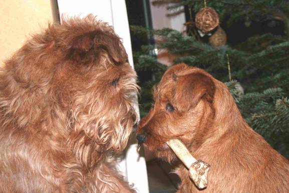 Little irish terrier Watson and fellow irish terrier Olympuos Quovadis nose to nose