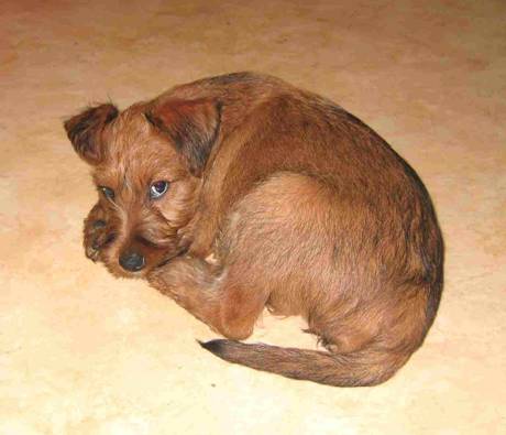 irish terrier pupie paula is laying on the floor