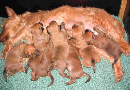 puppies drinking milk