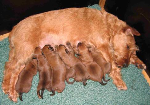 puppies drinking milk again