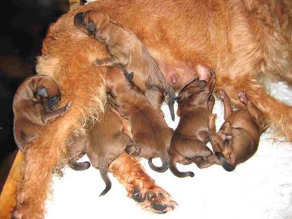 new born irish terrier puppies