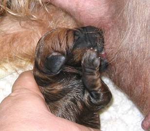 a puppie needs a little help the breeder thinks