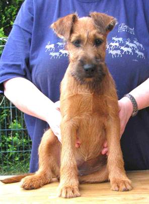 irish terrier lady Ruska in front