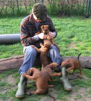 the puppies