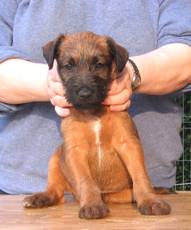 terrier boys