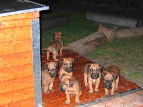 Little puppies in the dark