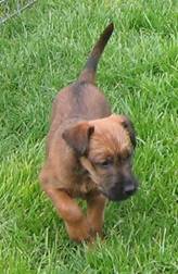puppie in the gras