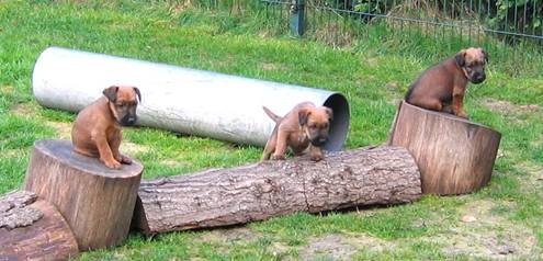 puppies playing