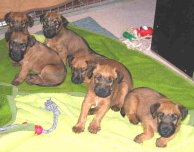 puppies in site 