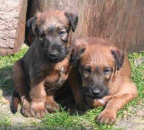 two cute puppies