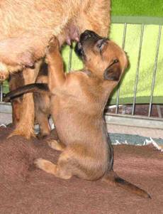drinking puppies