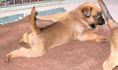 chewing puppie