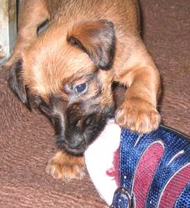 naughty puppie