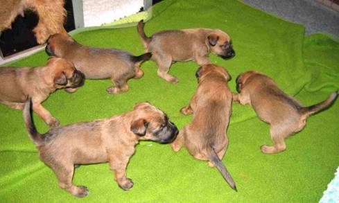 circling puppies