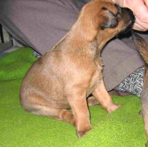 looking puppie