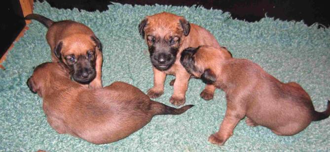 puppies on a green blanket