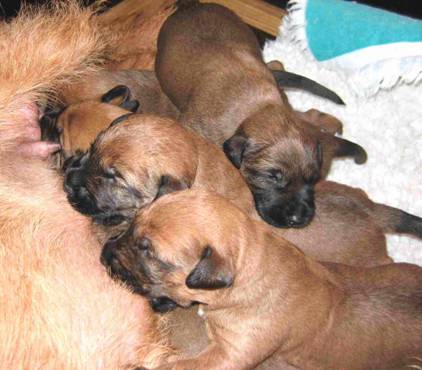 a breeders dream