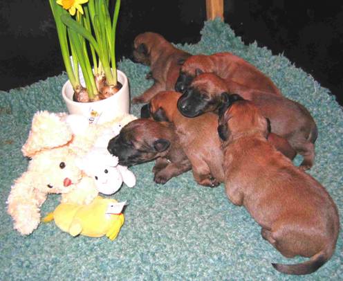 puppies and a eastern bunny