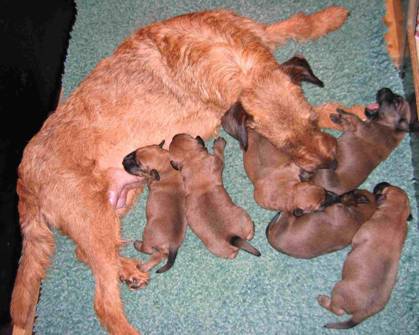 puppies and mama Stella