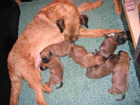 again stella and her pups