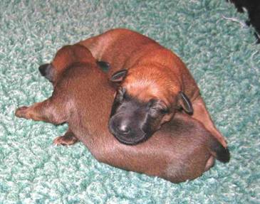 puppies in green