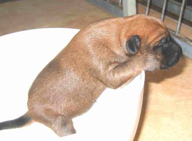 puppie in a bowl