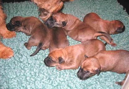 puppies on the 