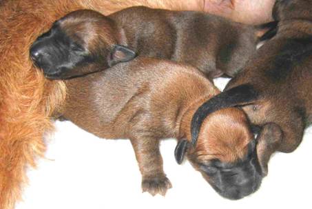 little irish pups