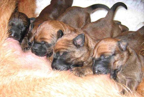 puppeis on the milkbar