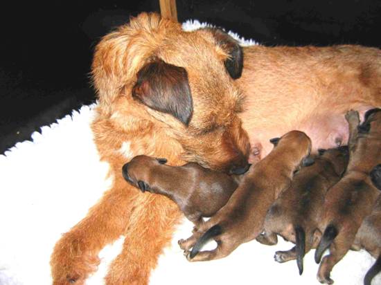 the puppie are very clean