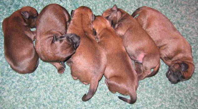 pups sleeping