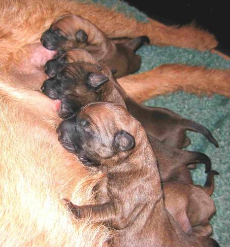 irish terrier pups suckling