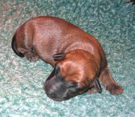 sleeping beauty