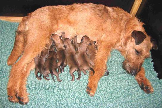 Stella with her pups