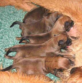 puppies