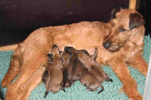 Stella is is nursing her new born pups