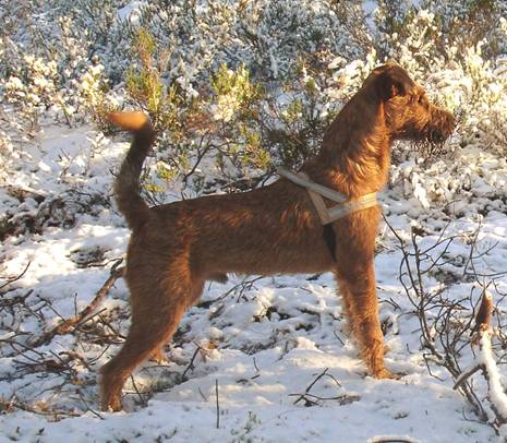 Viljo the father of the pups