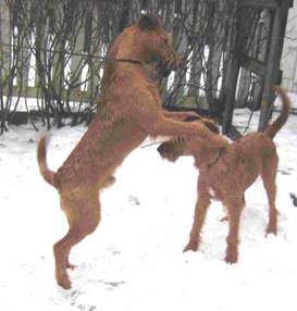 are playing in the snow
