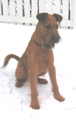 Vilji sitting inthe snow