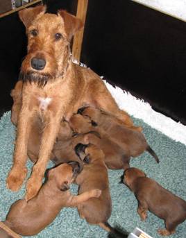 5.6.Amy+C pups2_1.jpg