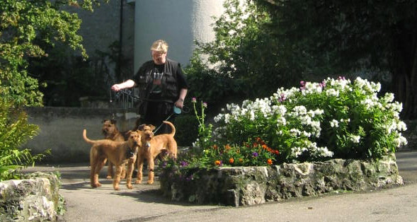 Eine Irish Terrier Liebhaberin in ihr Element